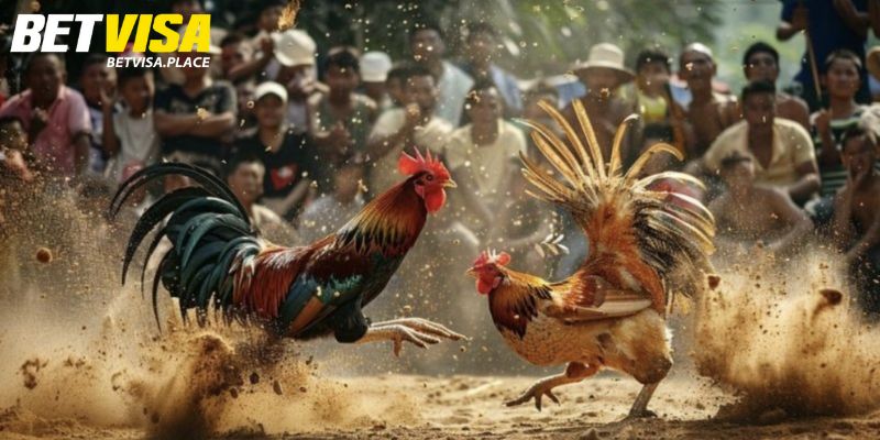 Đá Gà Betvisa - Địa Chỉ Cá Cược Xanh Chín Cho Kê Thủ Việt 3 Các hình thức đá gà ăn khách nhất hiện nay