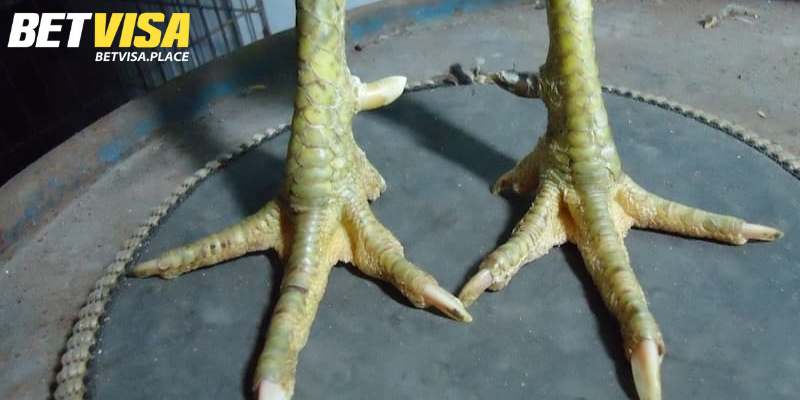 Vảy Gà Tài - Yếu Tố Lựa Chọn Chiến Kê Đẳng Cấp Hàng Đầu 2 Vảy gà tài là gì?