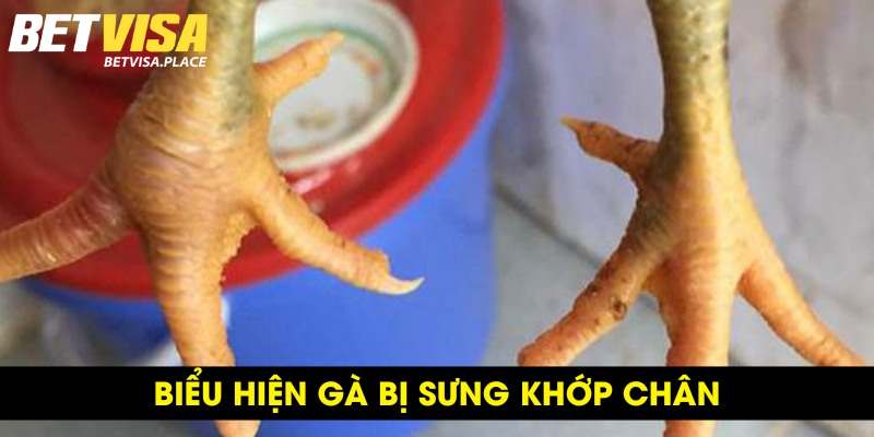 Gà Bị Sưng Khớp Chân: Nguyên Nhân & Cách Điều Trị Chuẩn 2 Nguyên nhân gà bị sưng khớp chân là gì?
