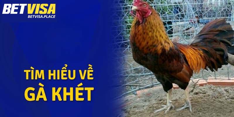 Gà Khét Mạng Là Gì? Tìm Hiểu Về Màu Mạng Gà Khét Chi Tiết 2 Gà khét mạng là gì?
