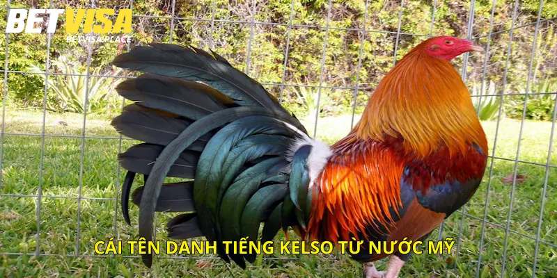 Gà Mỹ Dòng Kelso - Khám Phá Giống Siêu Chiến Kê Lừng Danh 3 Một số đặc điểm nổi bật nhất của giống Kelso