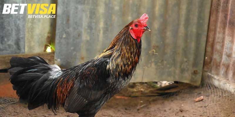 Gà Xám Đá Ngày Nào Tốt? Giải Mã Chi Tiết Từ Chuyên Gia 2 Tìm hiểu về gà xám trong phong thuỷ