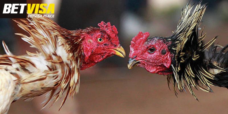 Đá Gà Betvisa - Địa Chỉ Cá Cược Xanh Chín Cho Kê Thủ Việt 1 Khái quát đôi nét về sản phẩm đá gà Betvisa