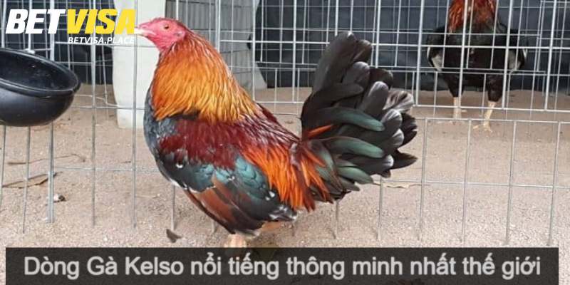 Gà Mỹ Dòng Kelso - Khám Phá Giống Siêu Chiến Kê Lừng Danh 4 Hướng dẫn chăm sóc gà Mỹ Kelso chuẩn xác nhất