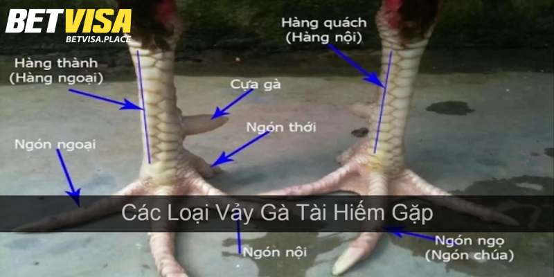 Vảy Gà Tài - Yếu Tố Lựa Chọn Chiến Kê Đẳng Cấp Hàng Đầu 3 Top 5+ loại vảy tài được giới sư kê săn lùng