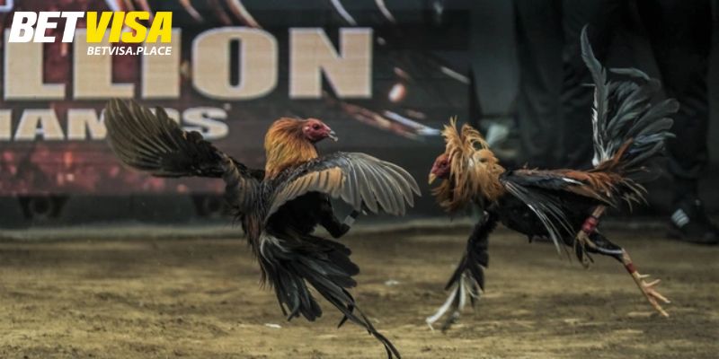 Đá Gà Betvisa - Địa Chỉ Cá Cược Xanh Chín Cho Kê Thủ Việt 2 Top 5 điểm nổi bật khi chơi đá gà tại nhà cái