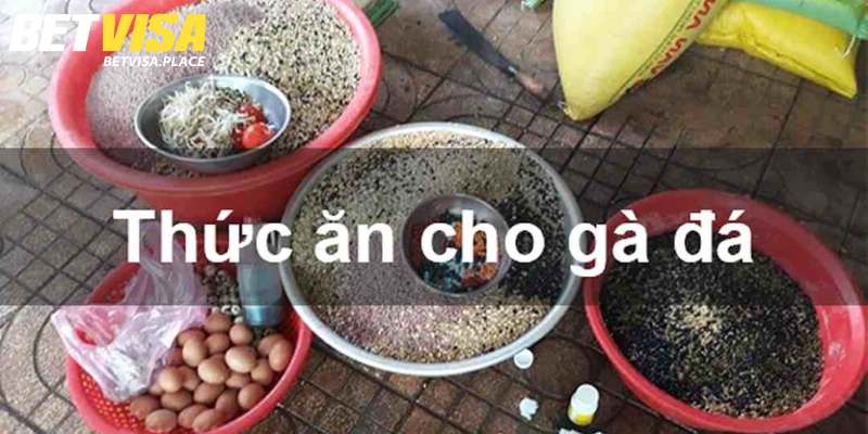 Hướng Dẫn Cách Nuôi Gà Tre Đá Có Lực Từ Chuyên Gia Betvisa 3 Chế độ dinh dưỡng