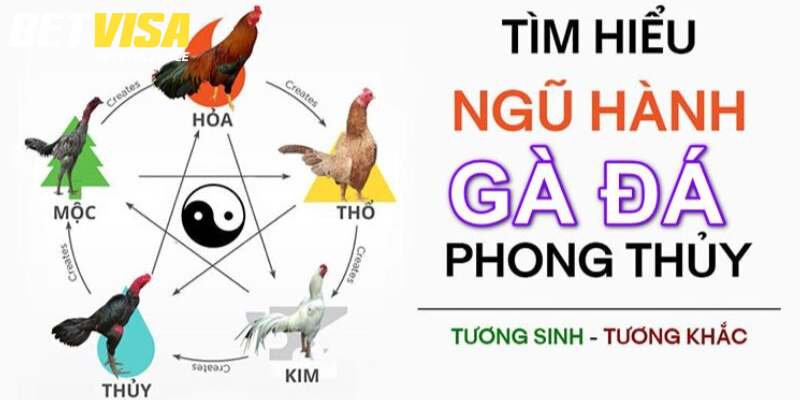 Gà Xám Đá Ngày Nào Tốt? Giải Mã Chi Tiết Từ Chuyên Gia 3 Lựa chọn đối thủ theo màu sắc chuẩn ngũ hành