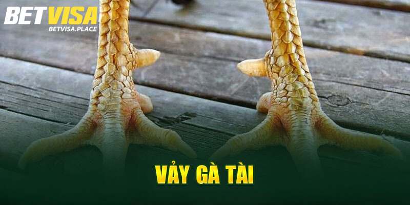 Vảy Gà Tài - Yếu Tố Lựa Chọn Chiến Kê Đẳng Cấp Hàng Đầu 4 Những lưu ý khi chọn chiến kê theo vảy gà tài