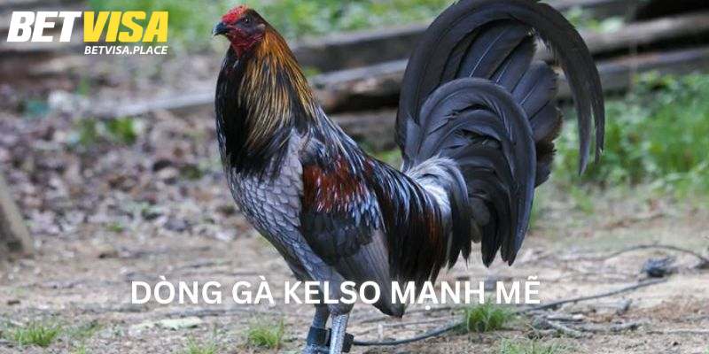 Gà Mỹ Dòng Kelso - Khám Phá Giống Siêu Chiến Kê Lừng Danh 2 Thông tin về nguồn gốc của gà Mỹ dòng Kelso